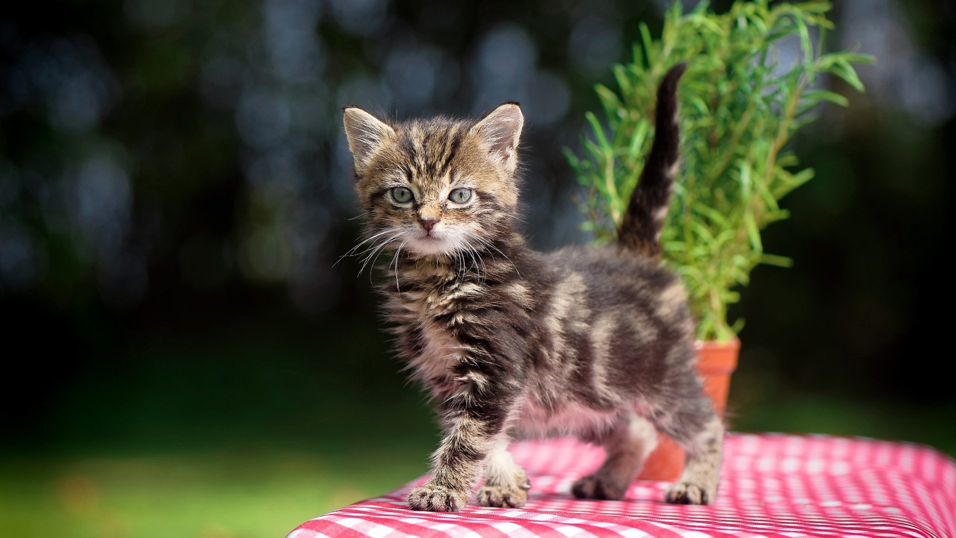 巴黎收割苏格兰，阿克节奏下的文化征服