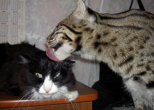 羽翼划破高原夜空，新秀切特关键时刻击退卫冕冠军掘金