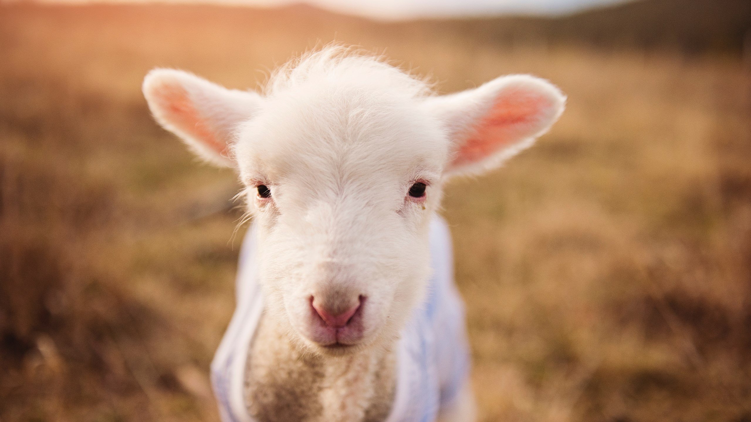 马赛惊天逆转尼日利亚，世界排名争夺战迎转折点