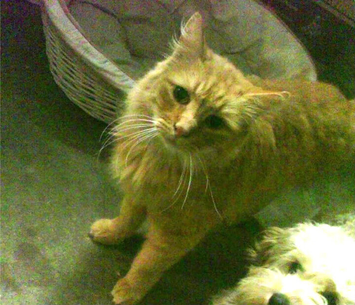 载入史册的一战,雷恩巅峰对决擒下委内瑞拉,布鲁诺攻防转换定乾坤