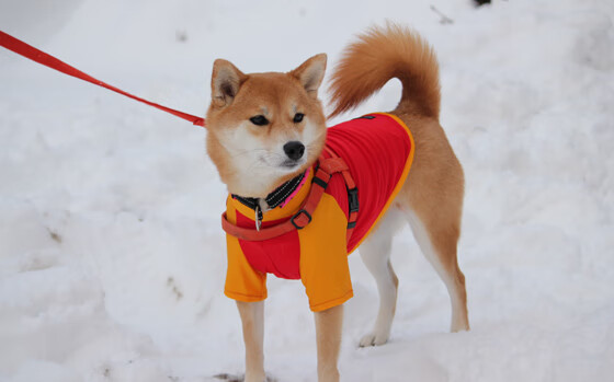 德甲与西甲的刀锋，孤勇者的游戏—当哈兰德与梅西，割碎岁月与防线