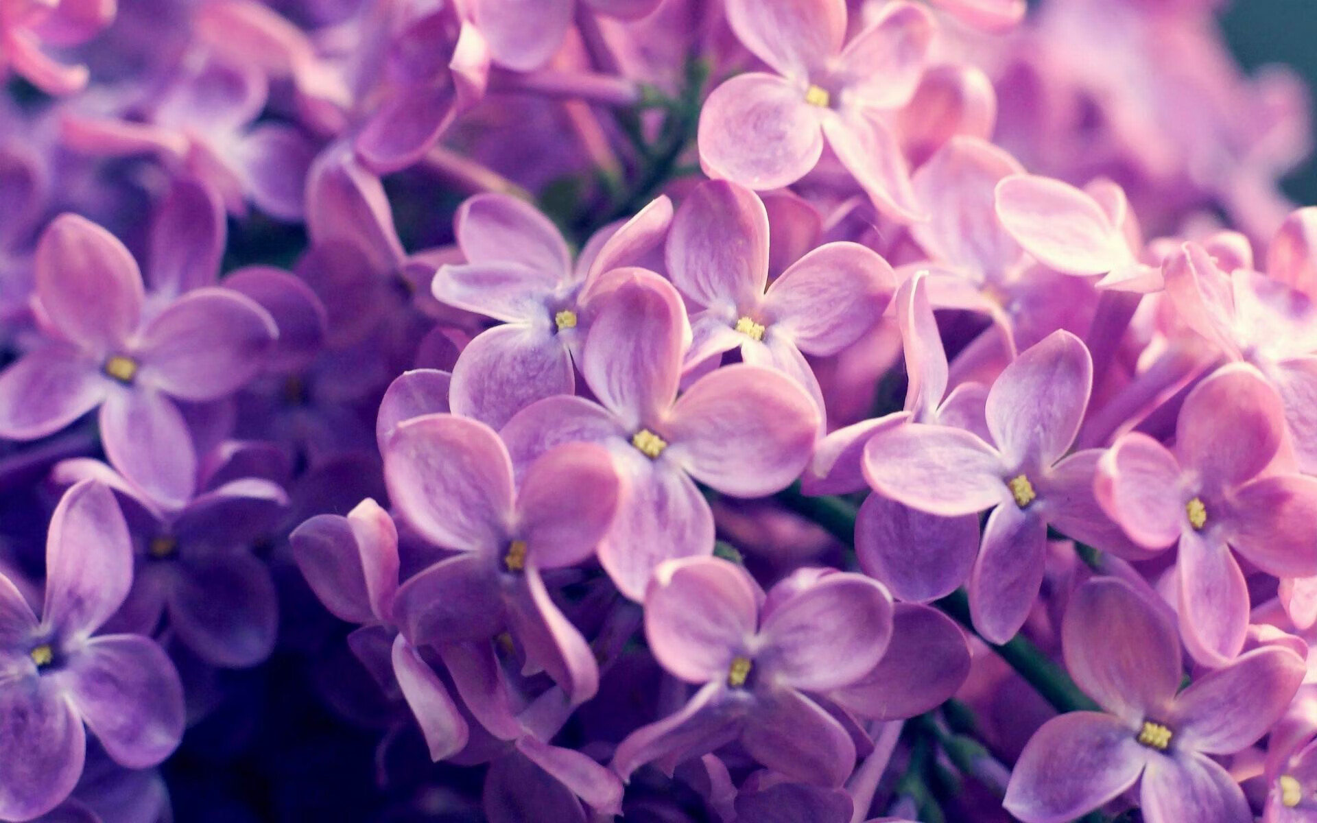 当吉林队遇上黄蜂,乔治的跨洋爆发