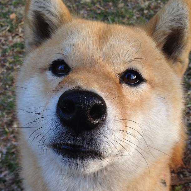 苏格兰风暴席卷拉齐奥，亚平宁灯塔巴雷拉照亮蓝衣军团前路