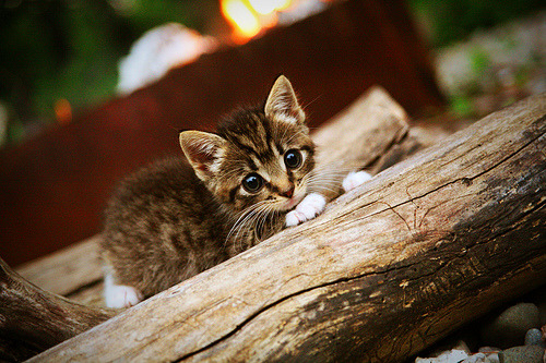 文艺复兴的狙击手，卡瓦哈尔一箭穿心，佛罗伦萨决胜局带走切尔西