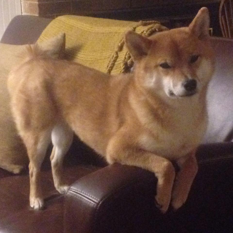 地理错位与篮球哲学，当东决关键词遇上约基奇的完美之夜