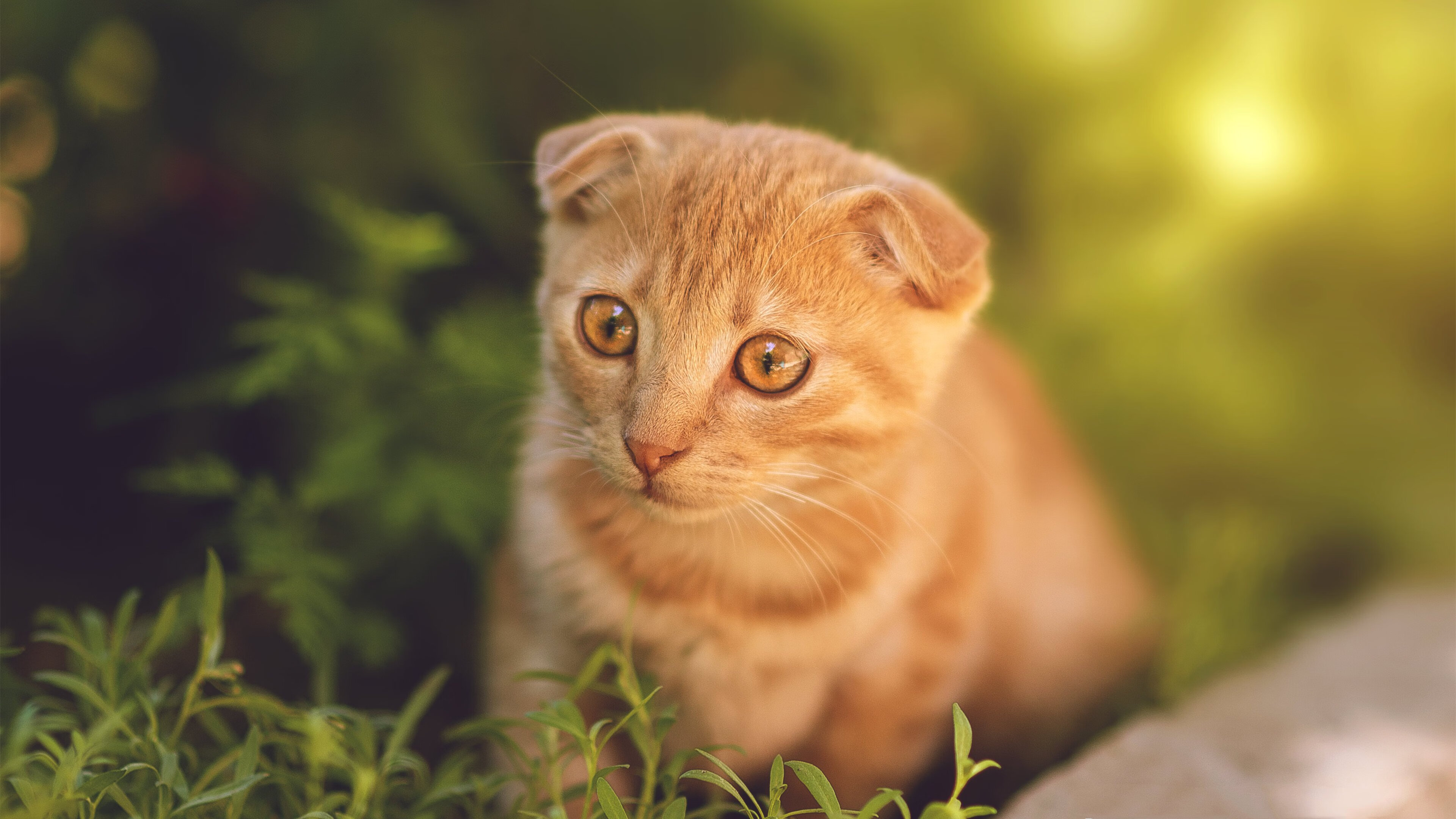 黄蜂稳稳绞杀绿军，克莱关键先生模式锁定胜局