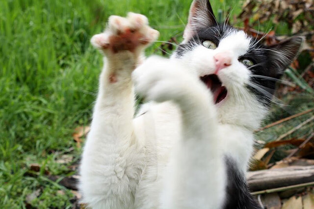 当东契奇点亮达拉斯的星空,雄鹿的铁蹄已踏过天山之巅