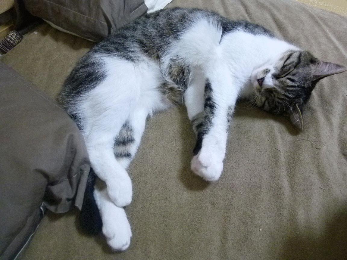 冰与火的交响,黄喜灿两粒金子般的进球如何主宰了冰岛对阵多特蒙德的战局