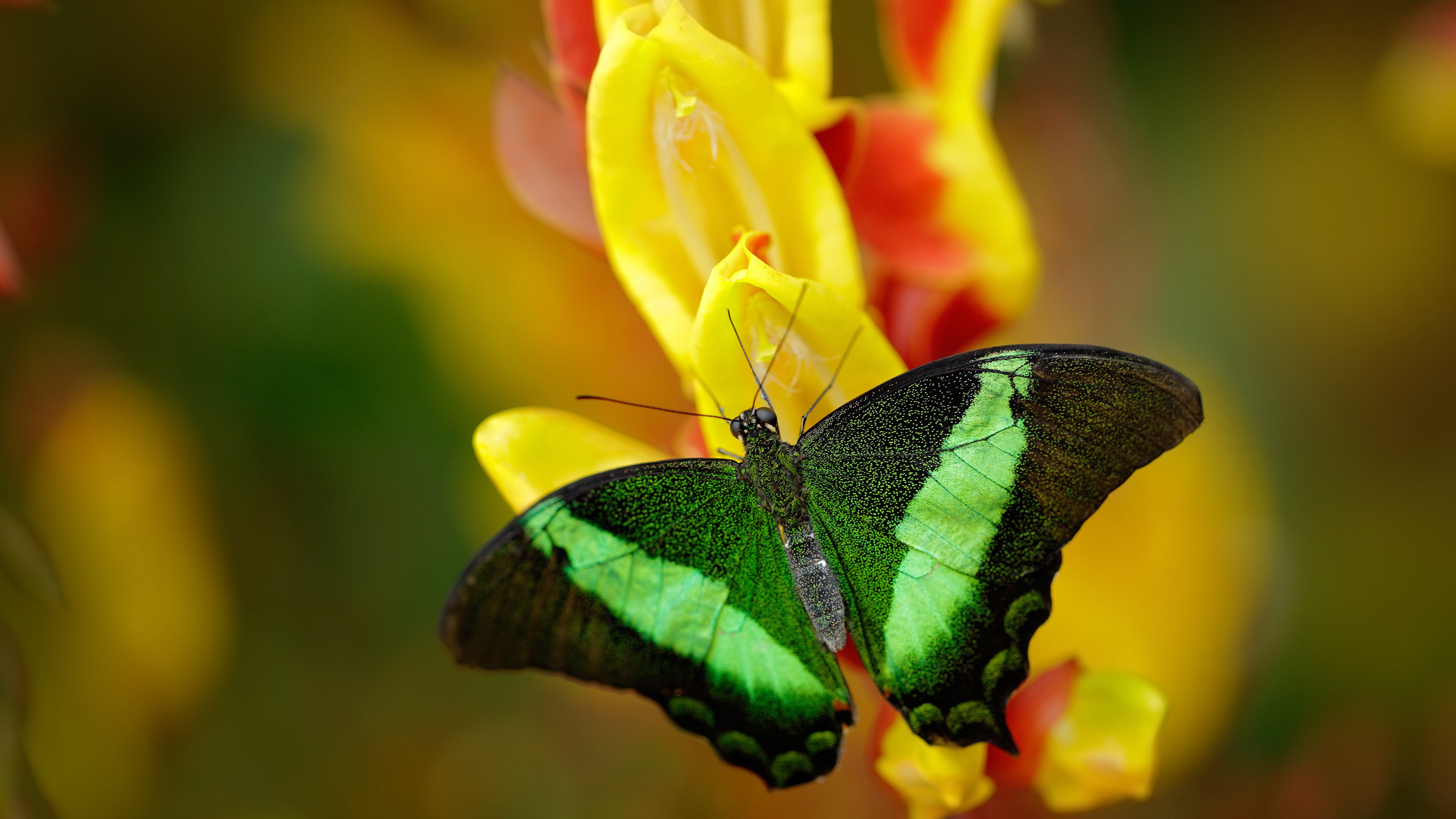 当拉文飞跃天山,一场虚构慈善赛如何成就跨越太平洋的生涯之夜