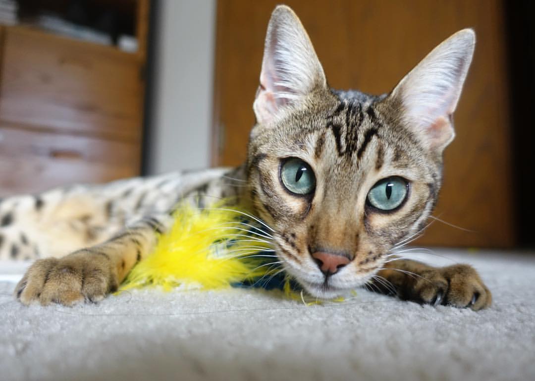 勒沃库森客场爆冷乌克兰豪门,阿坎吉头槌定江山成关键先生