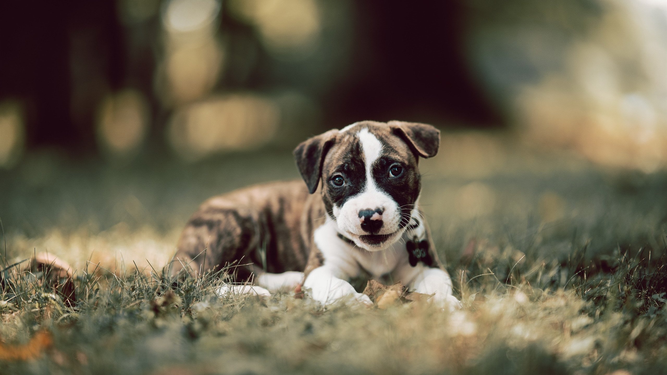 当锡安不再野蛮冲撞，25分末节与快攻幽灵如何撕碎西部第一