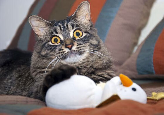 世纪之战,文班亚马关键时刻爆发,广东队正面击溃太阳展示绝对统治力