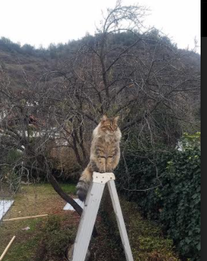 金斯敦的雨夜，当拉什福德将北非沙漠风化为加勒比海盐