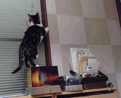 今日灰熊血战上海,明日约基奇称霸世界杯,汗水浇筑的唯一传奇