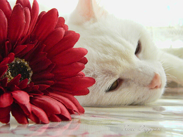 从多哈冷雨到美加墨炙热，当日本绝境带走卡塔尔，斯通斯已在下一站接管世界