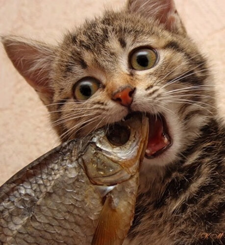 当奇迹撕裂宿命感,2026世界杯A组唯一的贝林厄姆之夜
